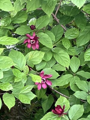 Calycanthus Aphrodite