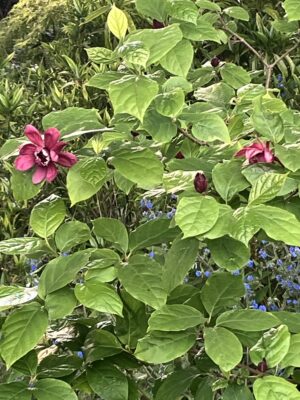 Calycanthus Aphrodite - Image 3