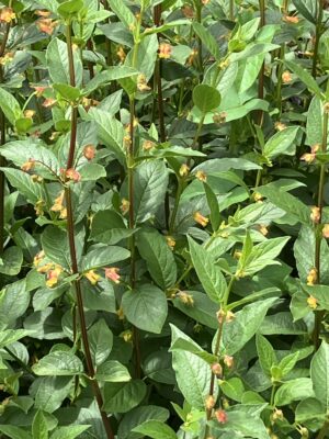 Lonicera involucrata - Image 5