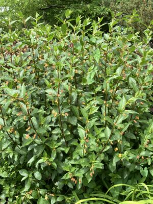 Lonicera involucrata - Image 4