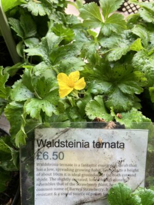 Waldsteinia ternata - Image 4