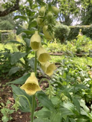 Digitalis grandiflora - Image 3