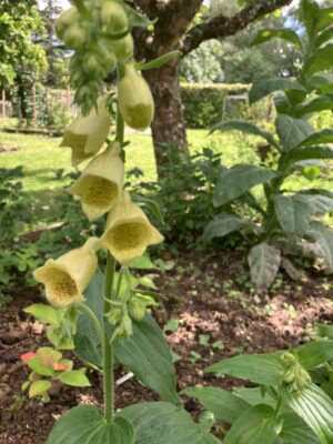 Digitalis grandiflora - Image 2