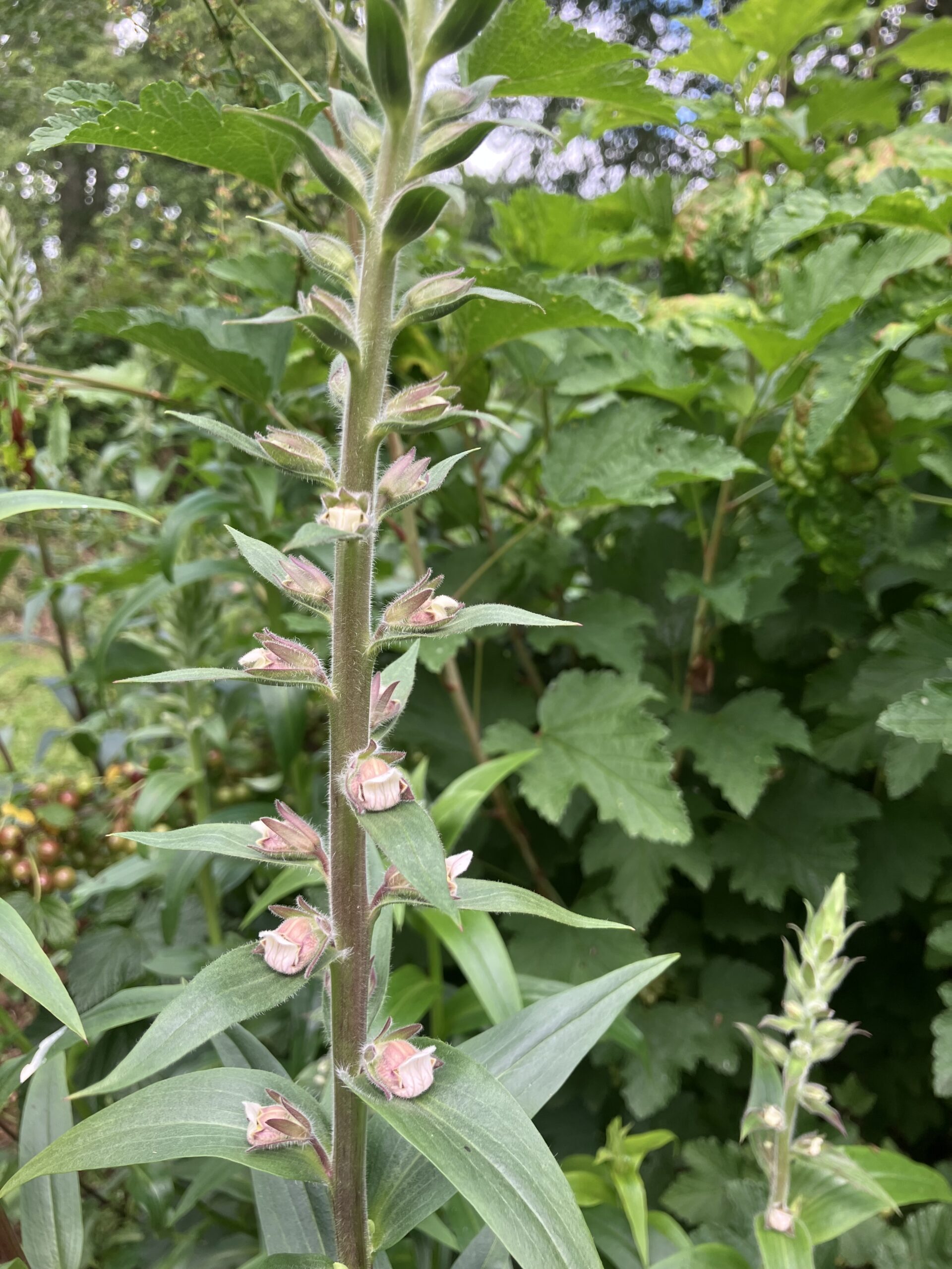 Digitalis lanata