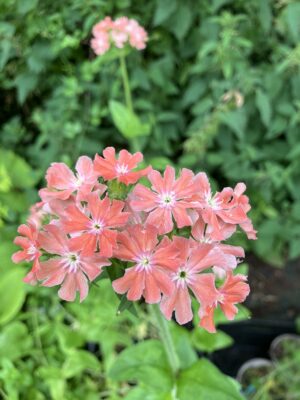 Lychnis chalcedonica carnea (Pink Maltese Cross)