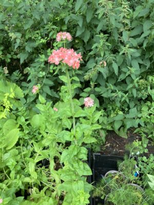 Lychnis chalcedonica carnea (Pink Maltese Cross) - Image 3