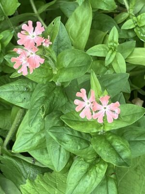 Lychnis chalcedonica carnea (Pink Maltese Cross) - Image 2