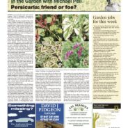 Persicaria: friend or foe? – Moorlander August 2024