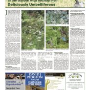Deliciously umbelliferous – Moorlander June 2024