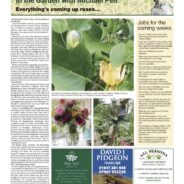 Everything’s coming up roses – Moorlander June 2025