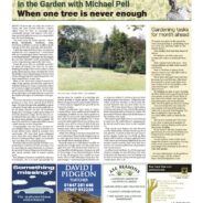 When one tree is never enough – Moorlander October 2024