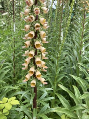 Digitalis stewartii - Image 2