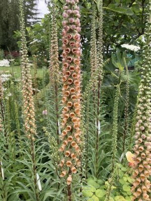 Digitalis stewartii - Image 4