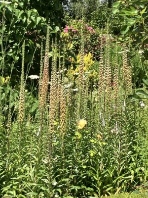 Digitalis stewartii - Image 3