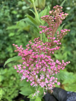 Filipendula rubra "Venusta" - Image 3