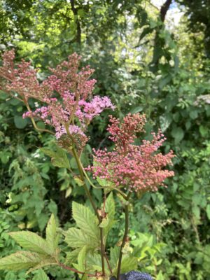 Filipendula rubra "Venusta" - Image 2