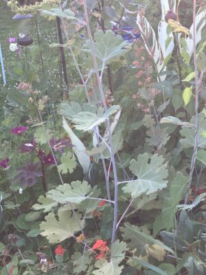 Macleaya macrocarpa Kelways Coral Plume (Poppy) - Image 3