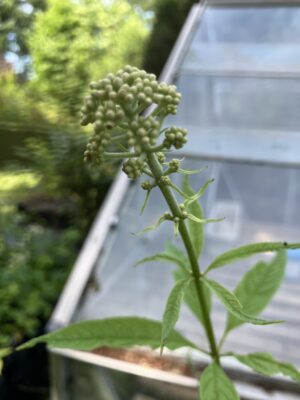 Eupatorium maculatum "Album"