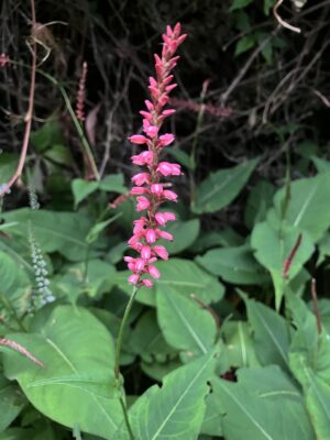 Persicaria Orangefields - Image 4