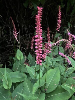 Persicaria Orangefields