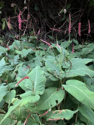 Persicaria Orangefields - Image 2