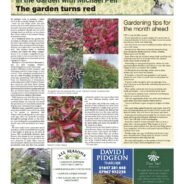 The garden turns red! – Moorlander October 2025