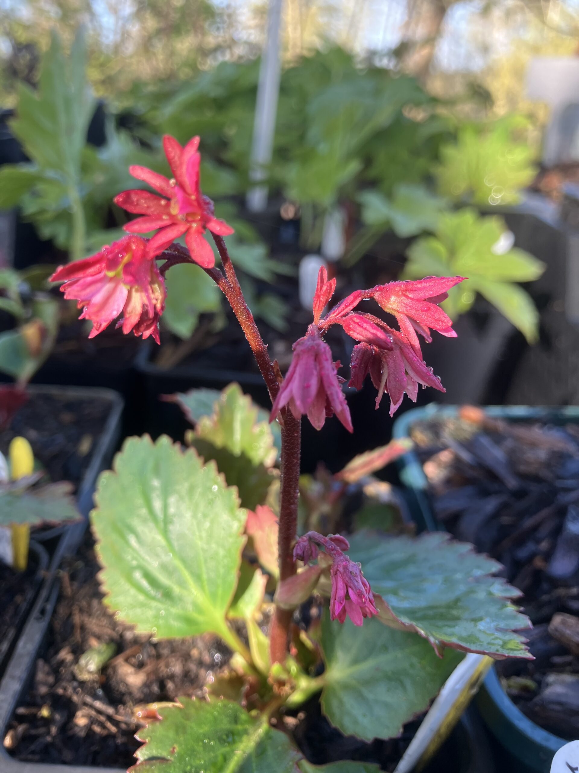 Mukgenia Nova Flame - Image 5